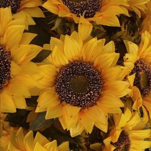 Meet your Posher, Koraly